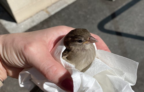 Hilfe für verletzte Singvögel und Jungvögel