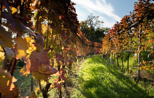 Die Natur hält nicht an! Help us, drink local!