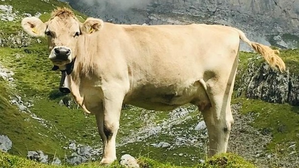 Alperschliessung Oberlammerbach-Trogenalp