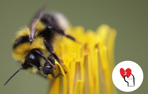 Bee Paradise, Rhäzüns