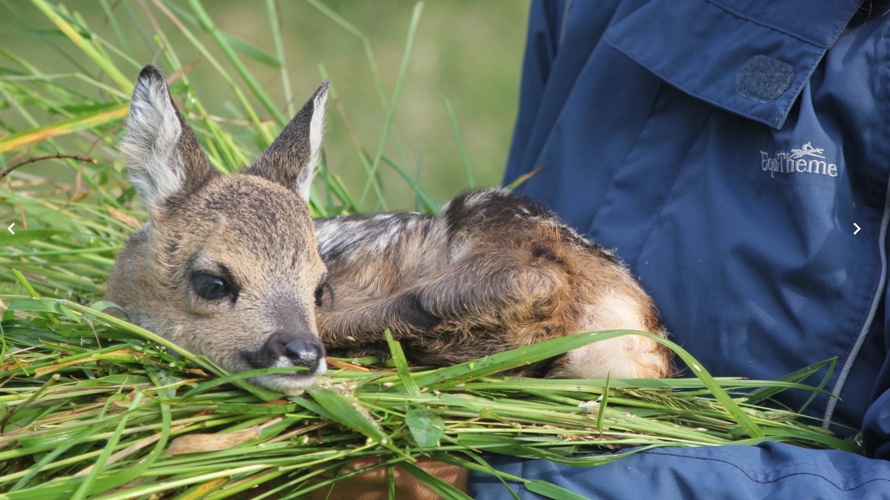 Rehkitzrettung mit Drohnen und Wärmebildtechnik