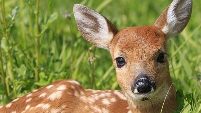 Mähtod vermeiden durch Technik (Drohne)