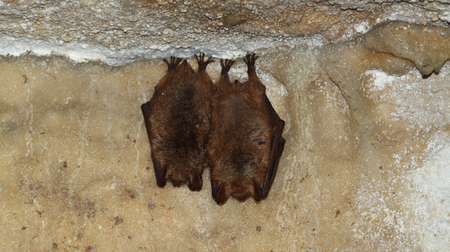 Festival d'art des cavernes