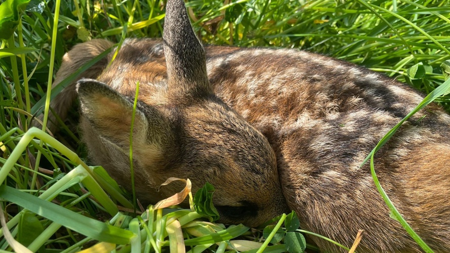 Neue Drohne für Rehkitzrettung und Rehkitzrettung+