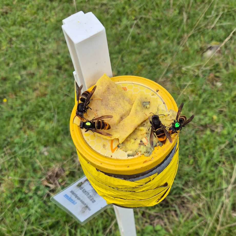 Hilfe beim Scouting von Hornissen-Nestern