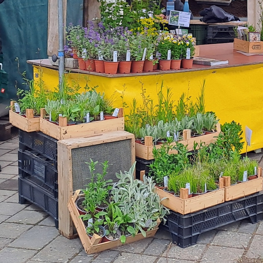 Stift Höfli 'Chrütli'