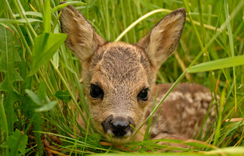 Rehkitzrettung Aargau/Zurzibiet