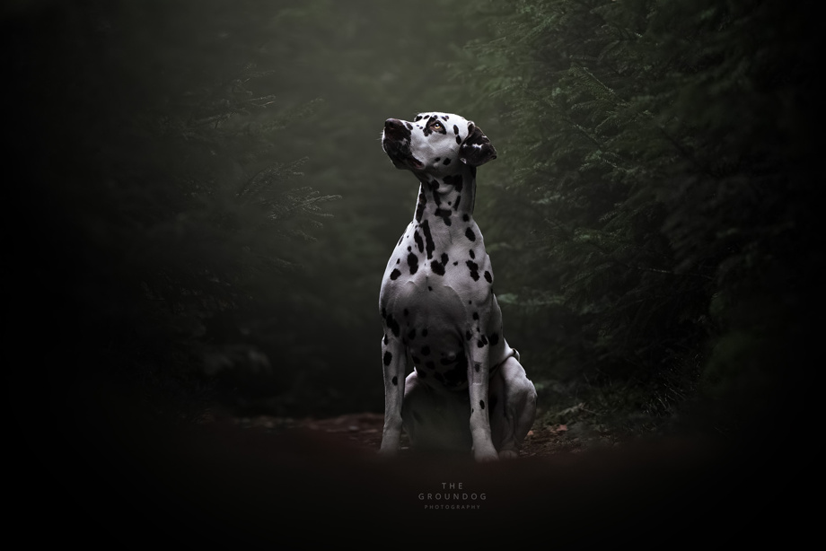 Fotoshooting Hund (bei The Doground Photography)