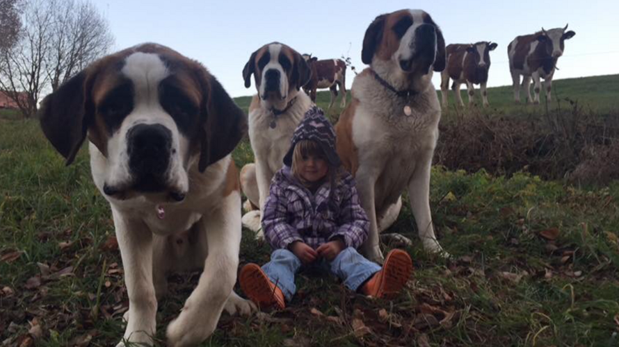 Sauvons notre élevage de St.-Bernard