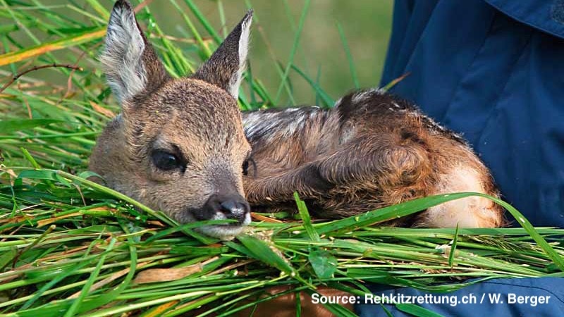 Sauvetage Faons Jura Bernois