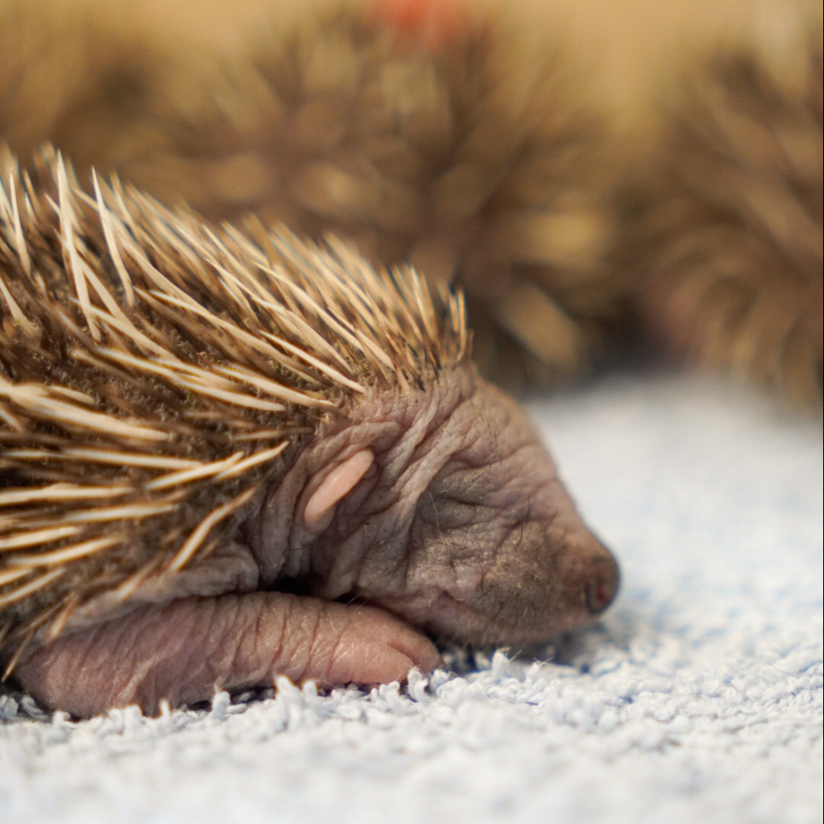 Dreißig Franken für drei volle Futterschüsseln