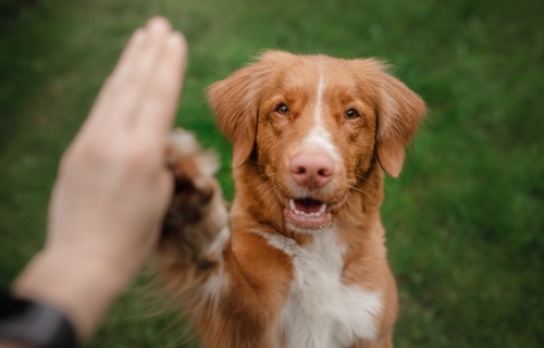 Stiftung Hund Schweiz