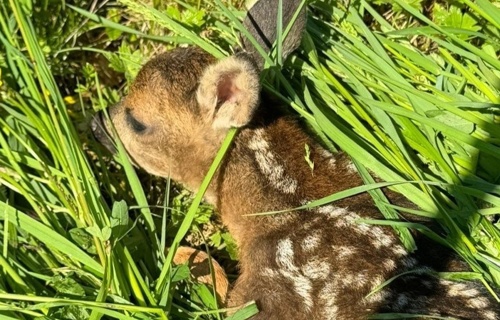 Rehkitzrettung im Sensebezirk