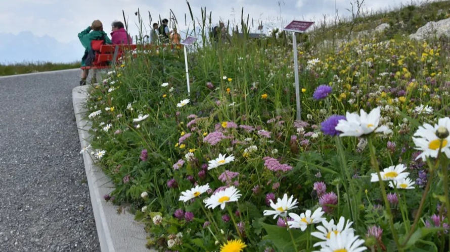 Verein Alpengarten Hoher Kasten