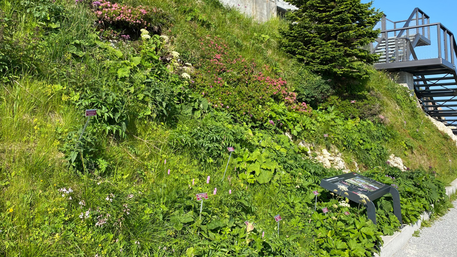 Verein Alpengarten Hoher Kasten