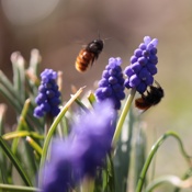 Bee Paradise, Rhäzüns