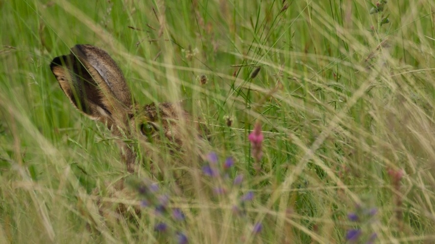Le Temps des Prairies