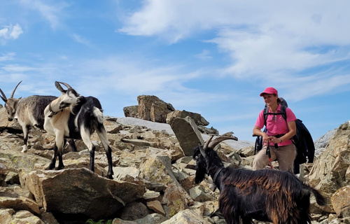 Ein Herz für Hornkühe, «Stiärä» und Ziegen!