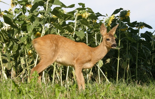 Rehkitzrettung mit Wärmebildkamera an Drohne