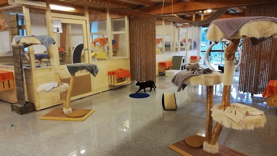 Katzenpension und Katzenheim Cats Land