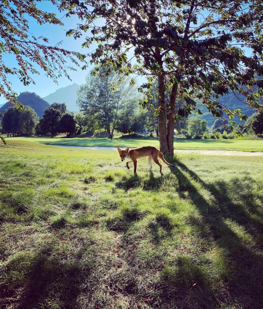 Carte numérique de remerciements