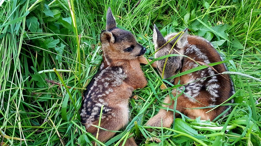 Projekt Rehkitzrettung Oberemmental