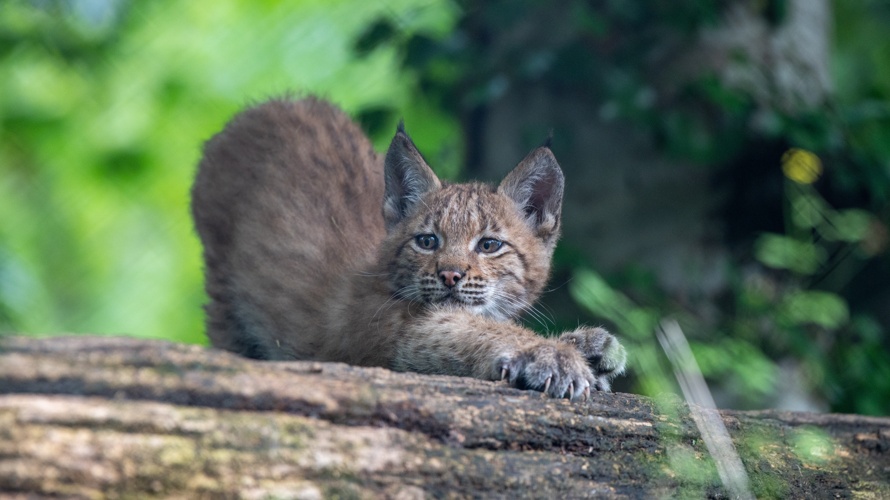 Natur- und Tierparkverein Goldau