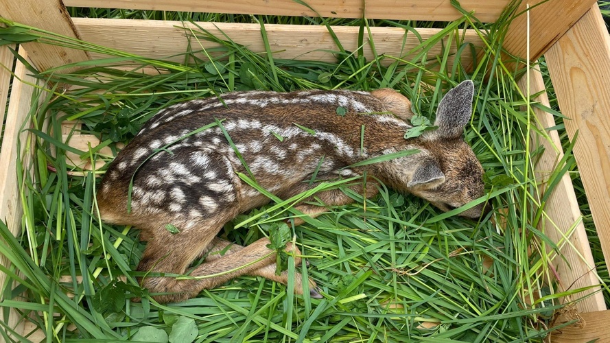 Neue Drohne für Rehkitzrettung und Rehkitzrettung+