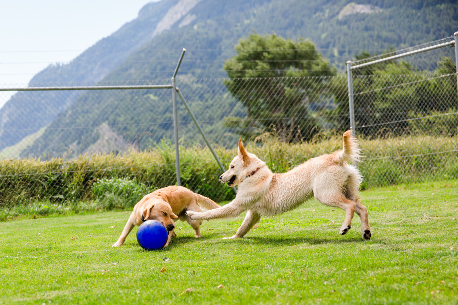 Private Führung im Tierheim