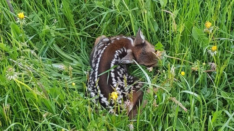 Rehkitzrettung im Kt. Thurgau