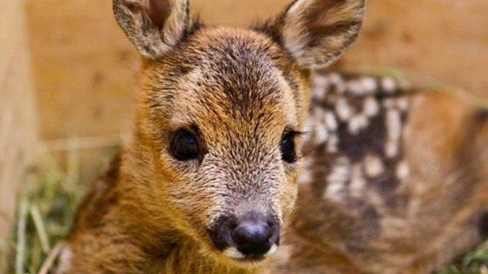 Mähtod vermeiden durch Technik (Drohne)