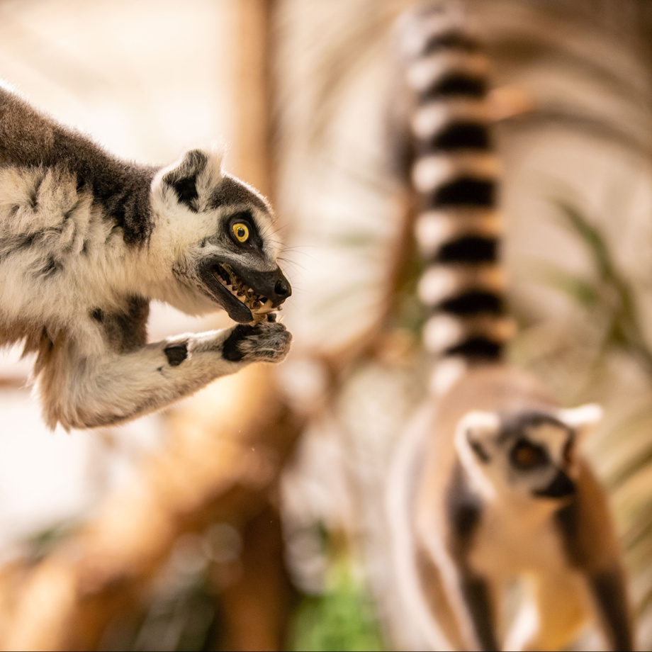 Private Führung mit Fütterung unserer Lemuren