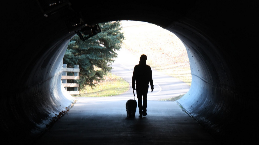 FREEDOGS - Une chance pour tous !