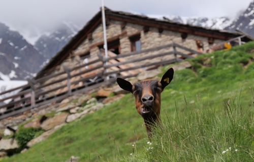 Ausbau Stall Alpe Hannig Saas-Fee
