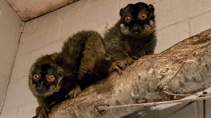 Neuer Aussen-Kanal für unsere Lemuren