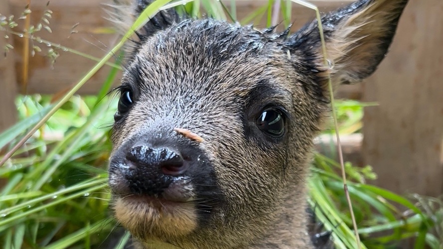 Search and Rescue mit Drohne