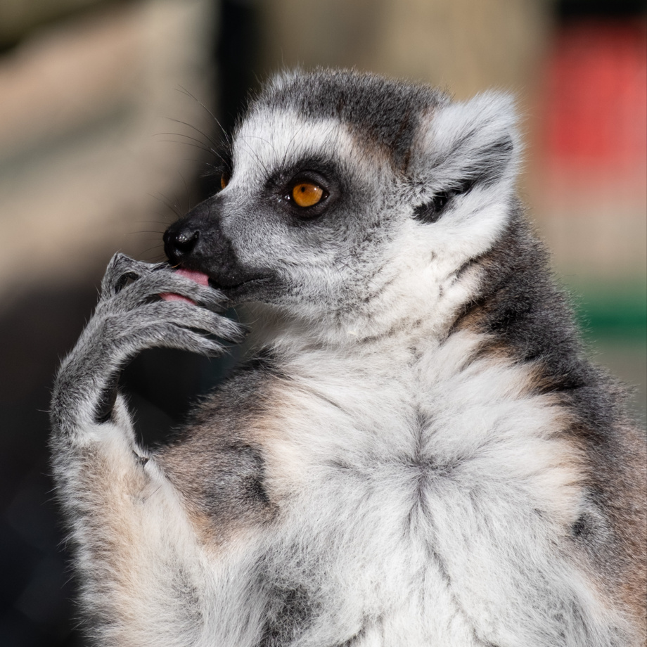 Autogramm von unseren Lemuren