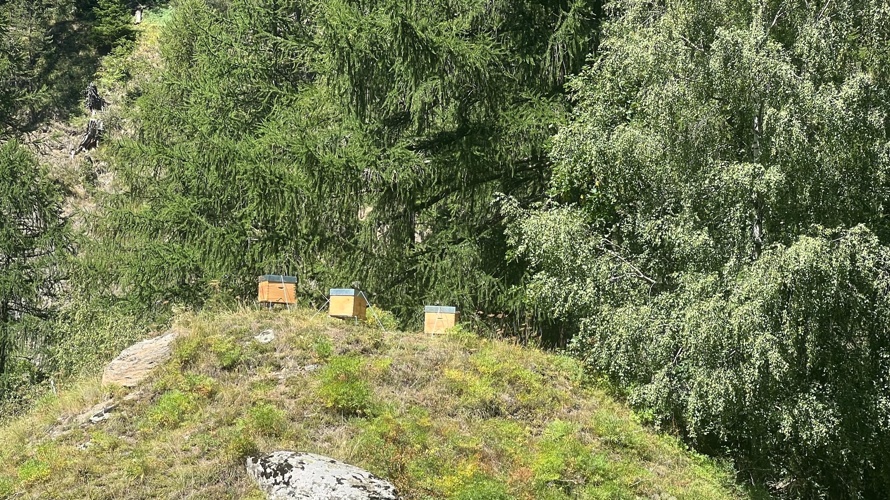 Zuflucht der Schwarzen Biene im Binntal