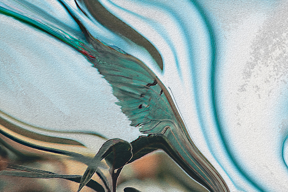 Ringraziamenti per Donazione