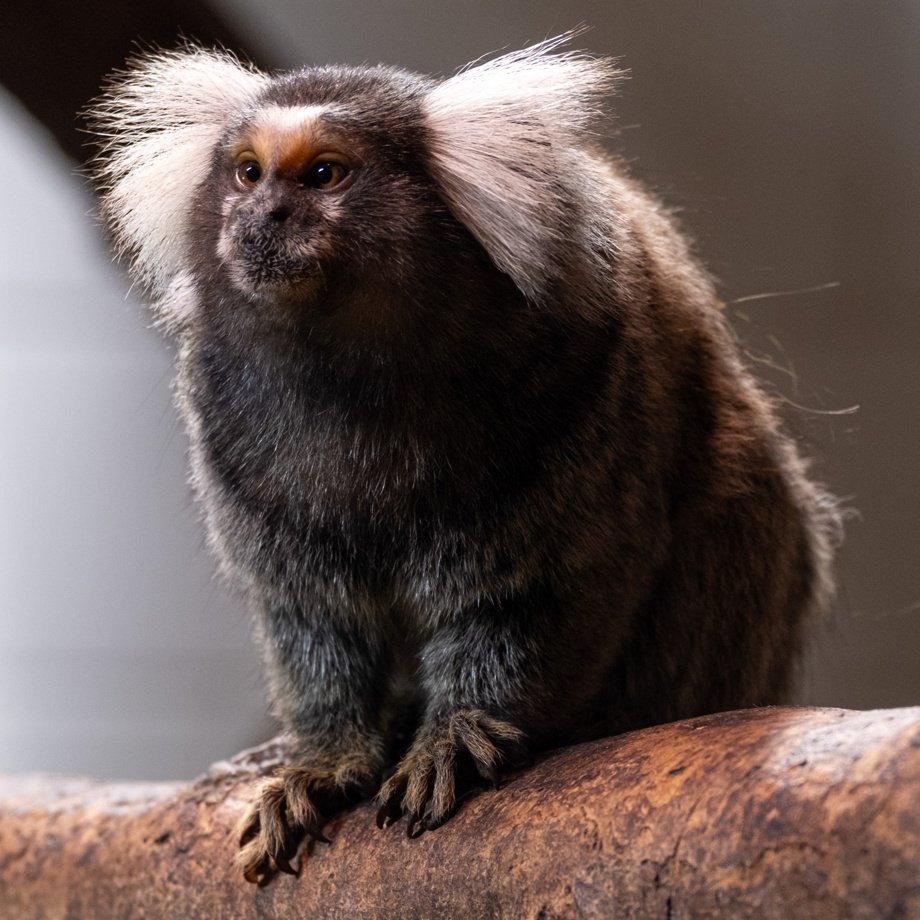 Hofsafari auf der Wannenwis