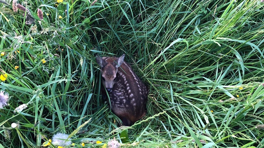 Rehkitzrettung Gantrisch