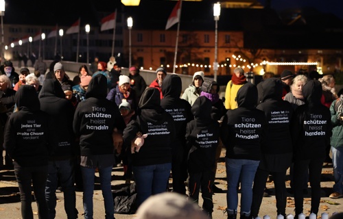 Kompromissloser Tierschutz: zweite Chancen für Tiere