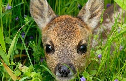 Rehkitzhilfe Schwarzenberg