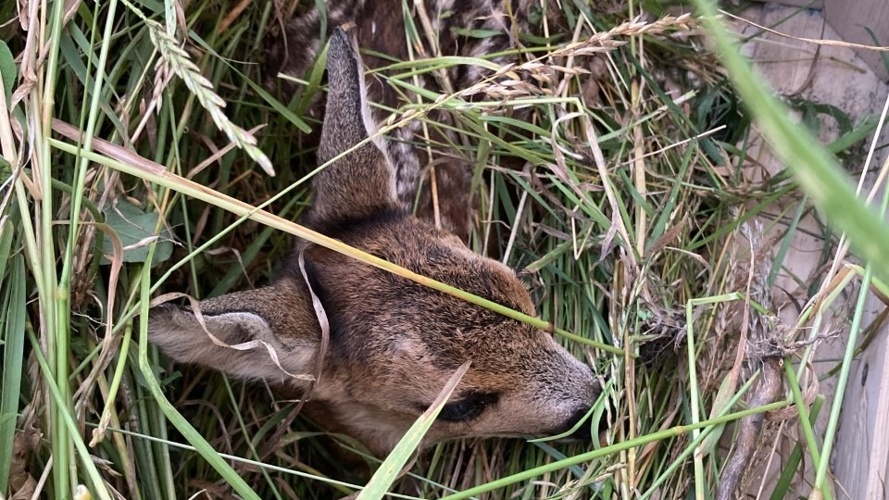 Ausbau Rehkitzrettung Wartau