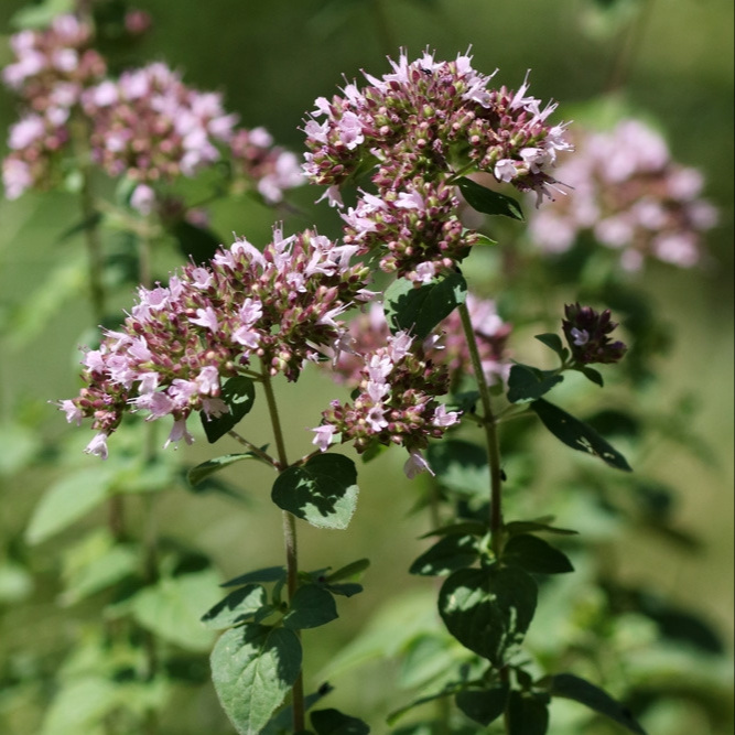 Parrainage d'un Origan sauvage