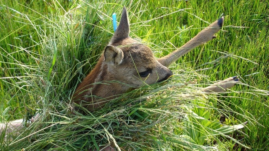 Rehkitzrettung Region Einsiedeln, lasst uns weiter retten