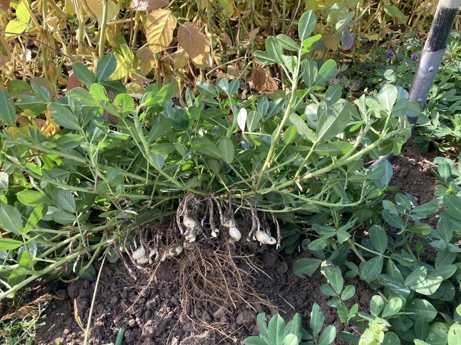 Erdnuss-Saatgut für den Balkon oder Garten