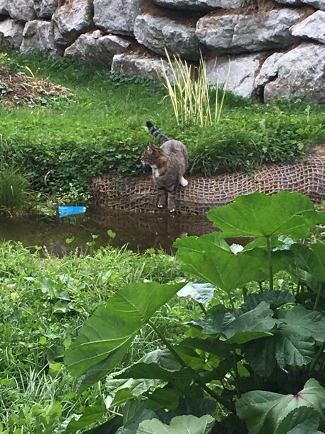 L'Oasis, la Création...