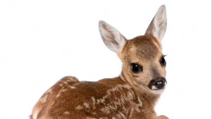 Drohne für Rehkitzrettung im Fünflibertal
