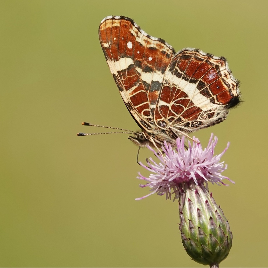 Dreier-Set Postkarten mit Naturmotiven, Erwähnung in der Jubiläumsschrift, Einladung Apéro am Jubiläumsfest
